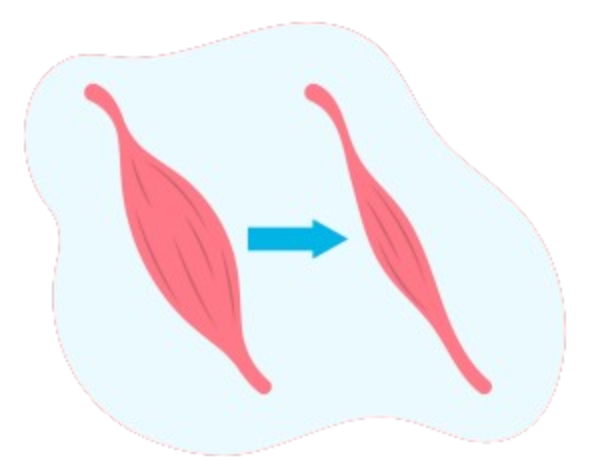 Muscle Anatomy Structure