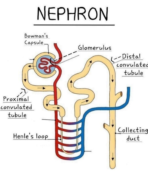 Urine Formation in Nephron