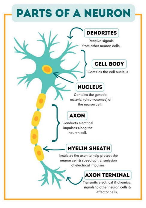 Neuron Structure