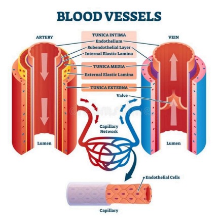 Heart Structure Diagram