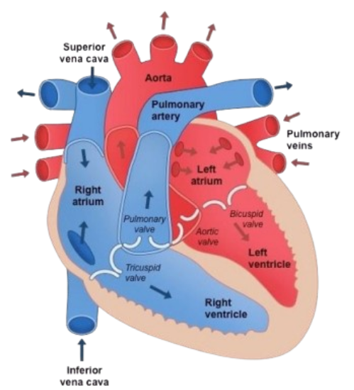Heart Structure Diagram