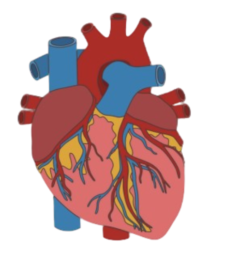 Heart Diagram