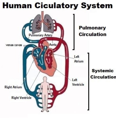 Human Circulatory System: Pulmonary and Systemic Circulation