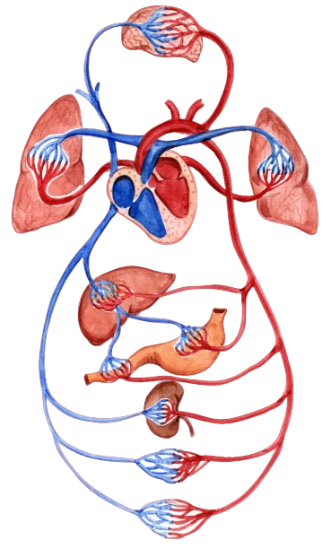 Human Circulatory System