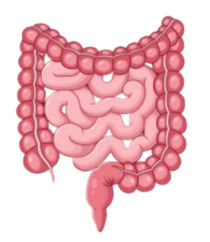 Intestine Illustration