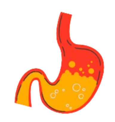 Stomach Illustration