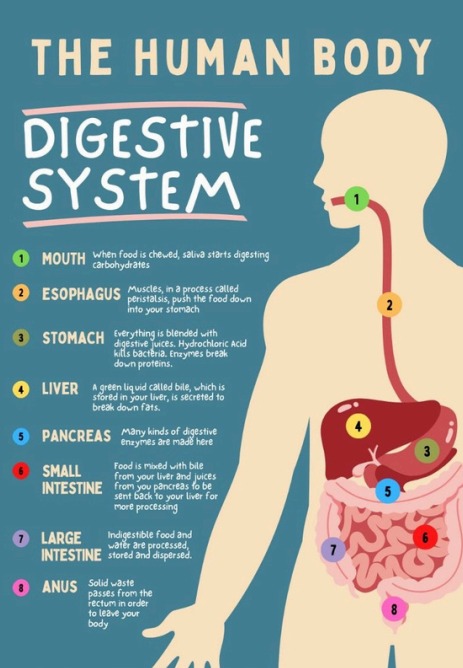 Main Organs of the Digestive System