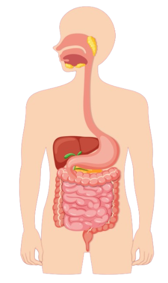 Human Digestive System