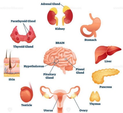 Endocrine System Diagram