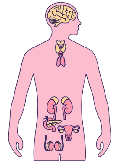 Human Endocrine System