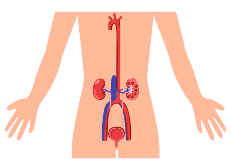 Excretory System Diagram
