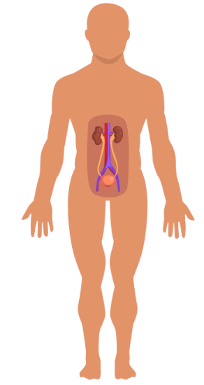 Human Excretory System