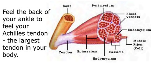 Three Types of Muscle Tissue