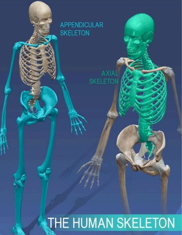 The Human Skeleton - Axial and Appendicular