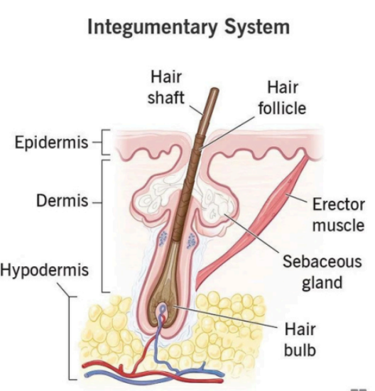 Integumentary System