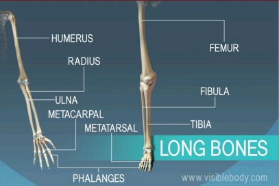 Long Bones