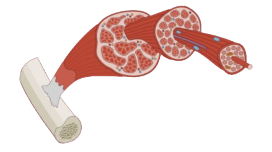 Muscle Anatomy Structure