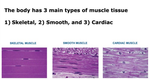 Three Types of Muscle Tissue