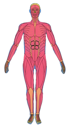Human Muscular System