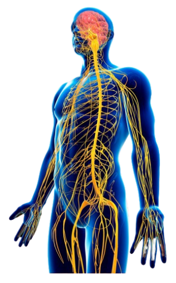 Keeping the Nervous System Healthy