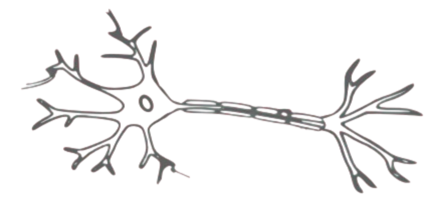 Neuron Structure