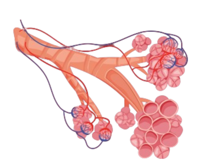 Alveoli Structure