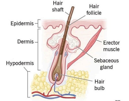 Structure of the Skin