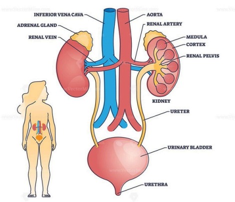 Organs of the Urinary System Diagram